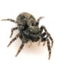Pseudeuophrys lanigera